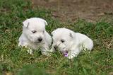 WESTIE 500